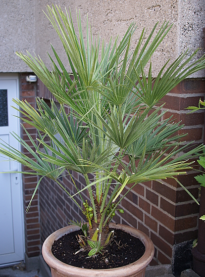 chamaerops humilis